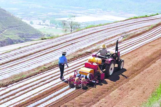 甘肃积石山玉米科技小院。图片均由谦寻提供