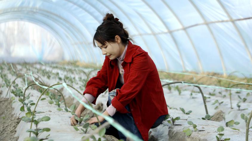 莎车县：春耕正当时 大棚移栽忙
