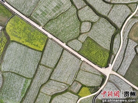 航拍贵州省荔波县小七孔镇和平村马铃薯基地。蒙冯力 摄