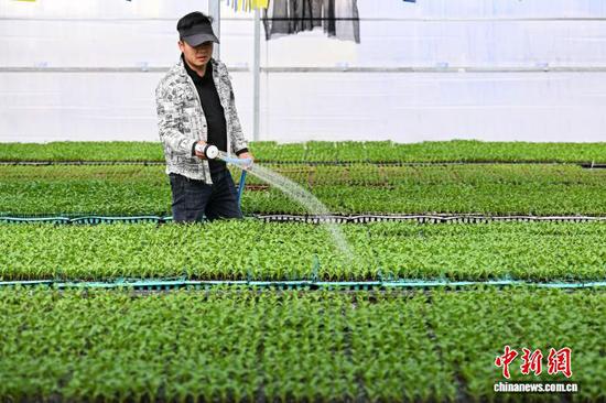 3月10日，工人在贵州省黔南州独山县麻万镇花园村育苗基地给蔬菜苗浇水。中新社记者 瞿宏伦 摄