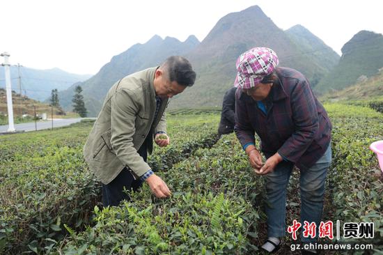 农技员正在给茶农示范采摘手法