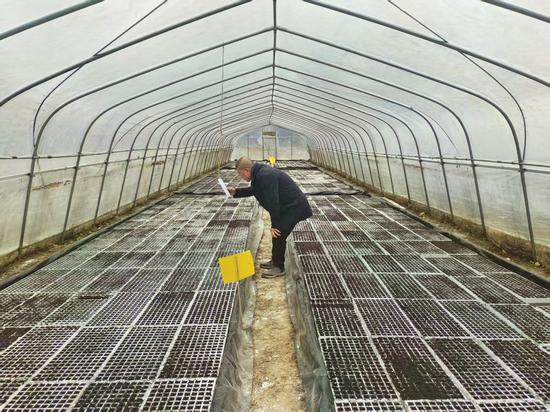 图为烟技员正在查看棚内温湿度情况。黄朝江 摄