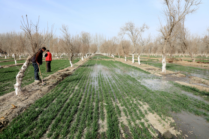 莎车县冬小麦喝上“返青水”