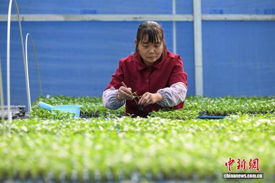 3月10日，工人在贵州省黔南州独山县麻万镇花园村育苗基地移栽蔬菜苗。中新社记者 瞿宏伦 摄