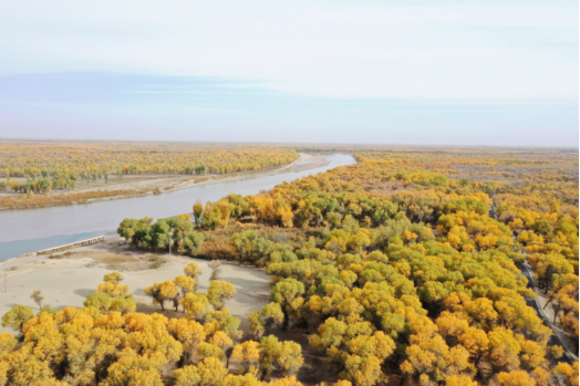 巴楚县下河林场胡杨。喀什地区融媒体中心记者 余思民摄