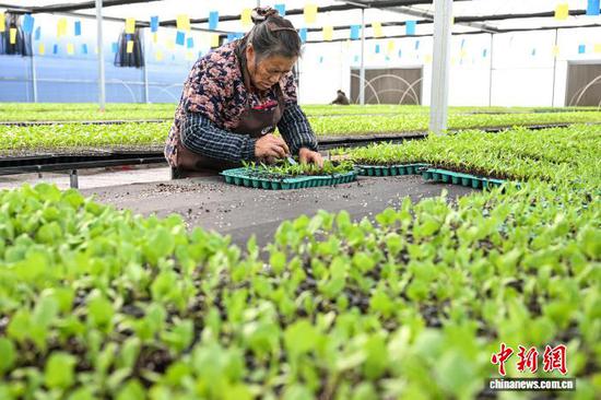 3月10日，工人在贵州省黔南州独山县麻万镇花园村育苗基地移栽蔬菜苗。中新社记者 瞿宏伦 摄