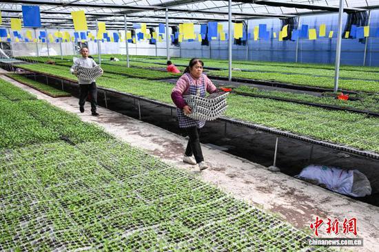 3月10日，工人在贵州省黔南州独山县麻万镇花园村育苗基地搬运蔬菜苗盘。中新社记者 瞿宏伦 摄