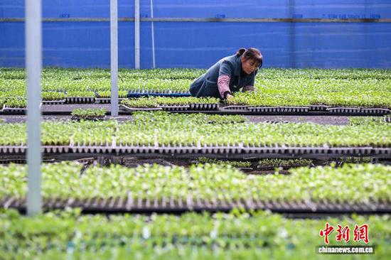 贵州独山：订单育苗助力春耕春种
