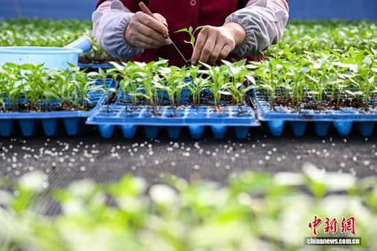 3月10日，工人在贵州省黔南州独山县麻万镇花园村育苗基地移栽蔬菜苗。中新社记者 瞿宏伦 摄