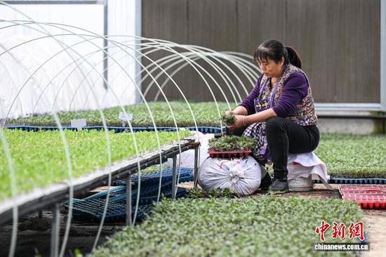 3月10日，工人在贵州省黔南州独山县麻万镇花园村育苗基地整理蔬菜苗。中新社记者 瞿宏伦 摄