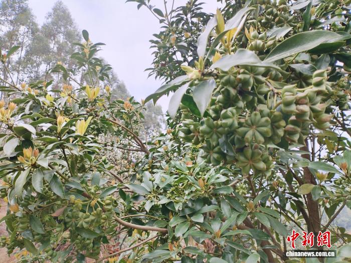 广西凌云：荒山老树变“金林” 八角香飘振兴致富路