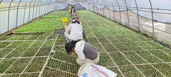 图为育苗专业户正在剪叶匀苗。黄朝江摄