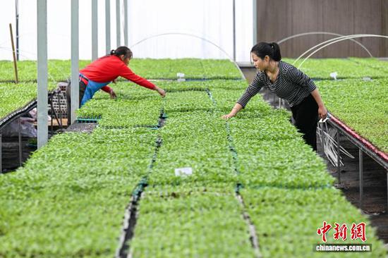3月10日，工人在贵州省黔南州独山县麻万镇花园村育苗基地摆放蔬菜苗盘。中新社记者 瞿宏伦 摄