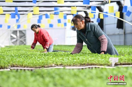 3月10日，工人在贵州省黔南州独山县麻万镇花园村育苗基地摆放蔬菜苗盘。据悉，该育苗基地依托成熟的培育管理模式，根据市场订单和农户需求开展辣椒、茄类、瓜类等蔬菜种苗培育。截至目前，该基地育苗规模达15000余盘，可满足800余亩蔬菜种植需求。中新社记者 瞿宏伦 摄