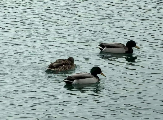 814e669f94743b246b327f10622597b2