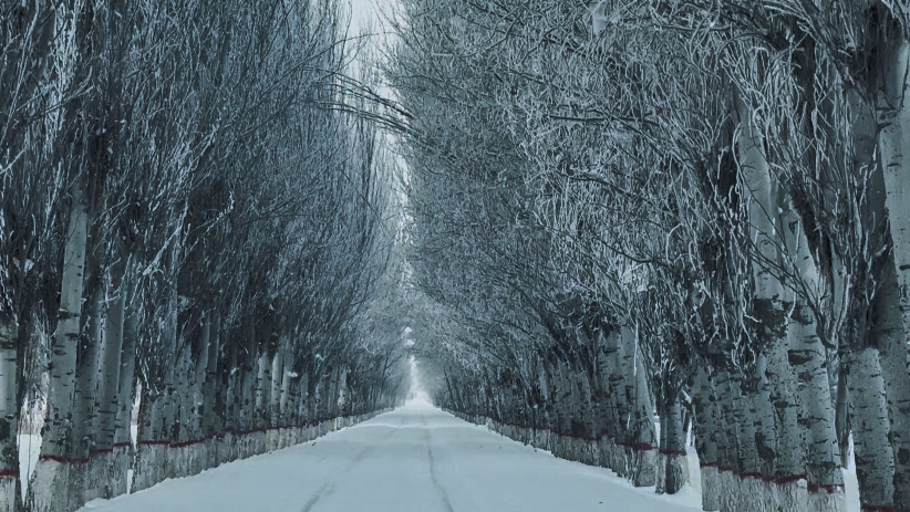 新疆：雪中林带枝头雾凇轻垂晶莹剔透