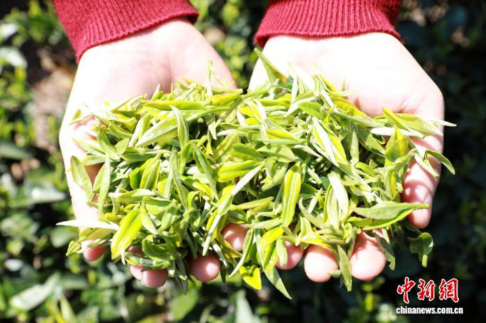 广西三江：侗乡春茶产销两旺