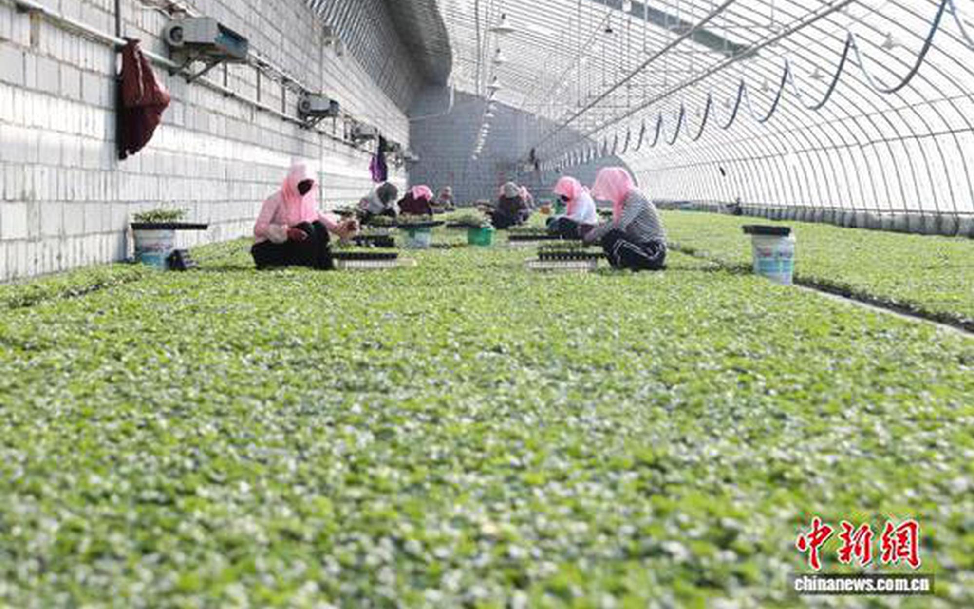 宁夏银川：大棚育苗忙 奏响春耕备耕“交响曲”