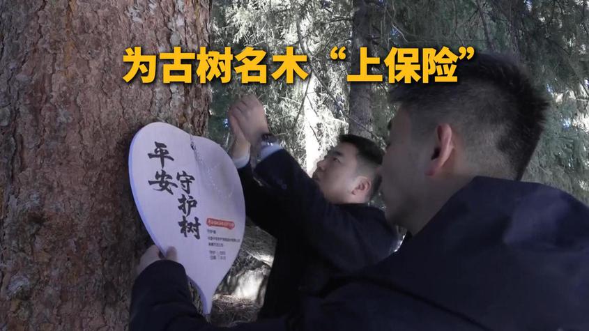 新疆昌吉州珍稀古树挂上“平安盾”