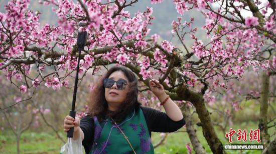 图为3月17日，游客在贵阳市南明区永乐乡的桃花林里拍照打卡。石小杰 摄