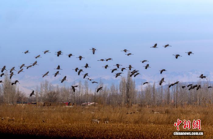新疆可克达拉：积雪消融灰鹤来