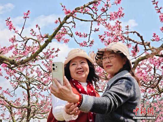 图为3月17日，游客在贵阳市南明区永乐乡的桃花林里拍照打卡。石小杰 摄