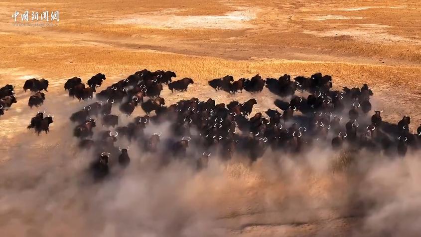 新疆：实拍狼群围猎野牦牛震撼画面