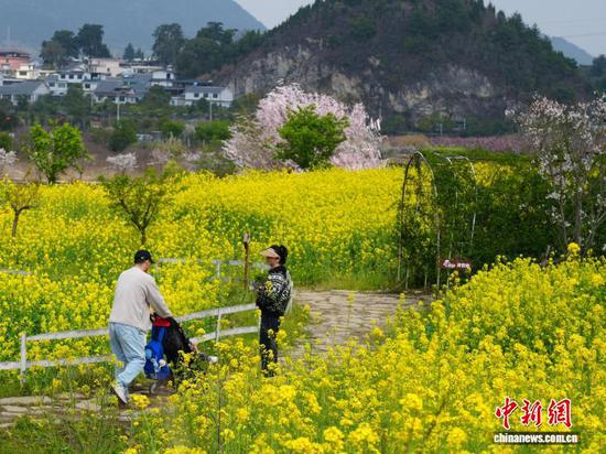 图为3月17日，游客在贵阳市南明区永乐乡赏花游玩。石小杰 摄
