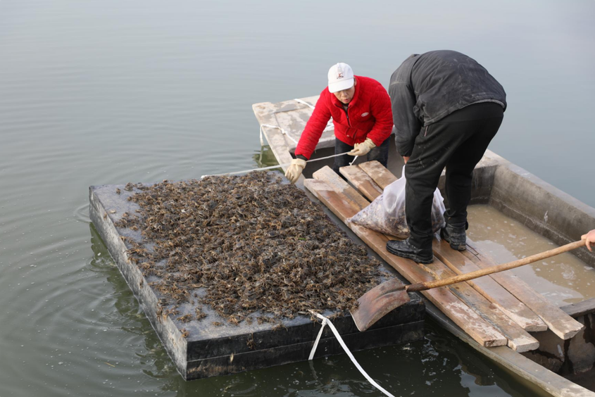 4000公里的“蟹逅”十四团盐碱水养出“新滋味”