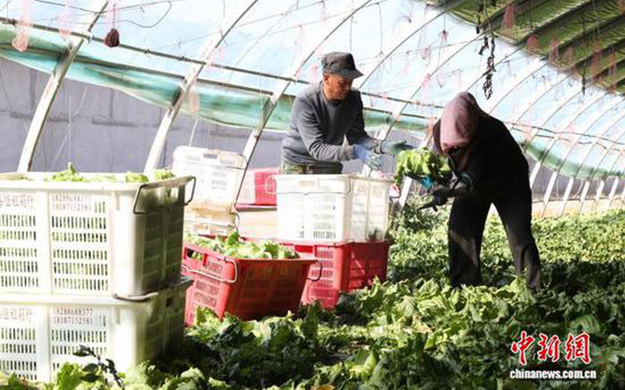 宁夏银川：大棚经济“蔬”写春日好丰景