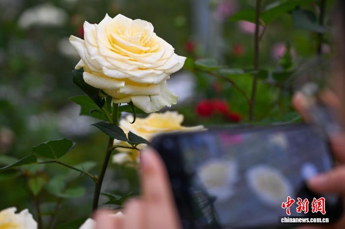 云花“文秀”月季定名送苗 花开两地传情千里