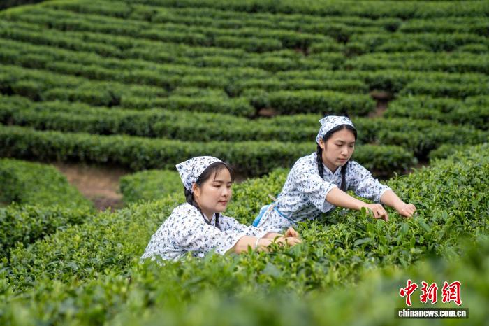 广西金秀：茶叶铺就增收致富路