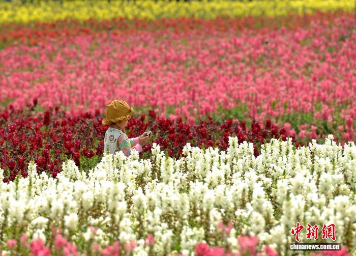 广西南宁：多彩金鱼草织就缤纷花海