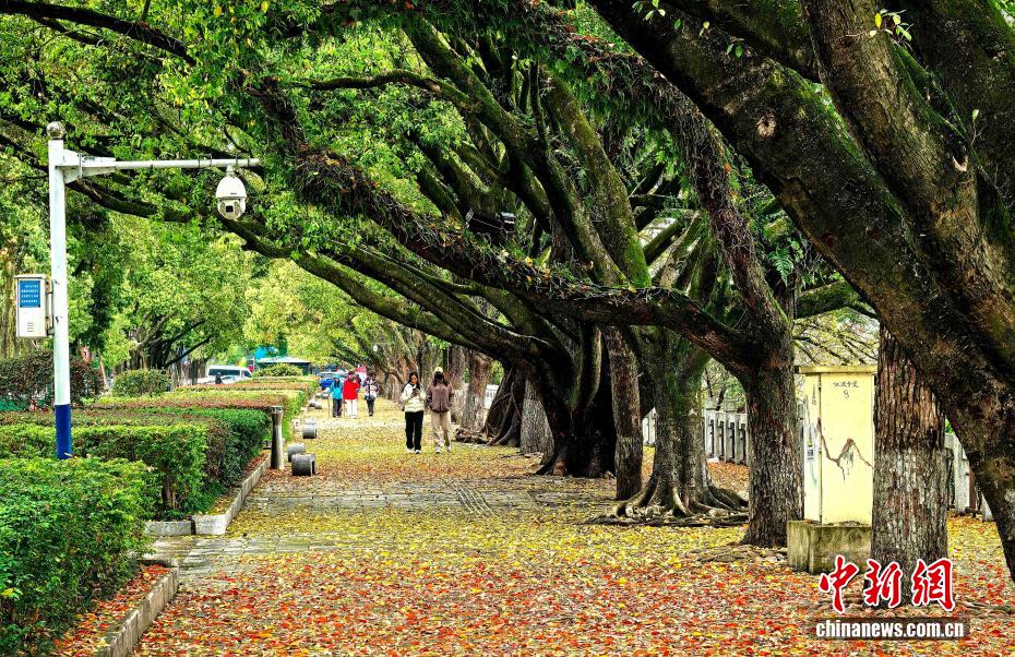 广西桂林春日落叶美景引游人