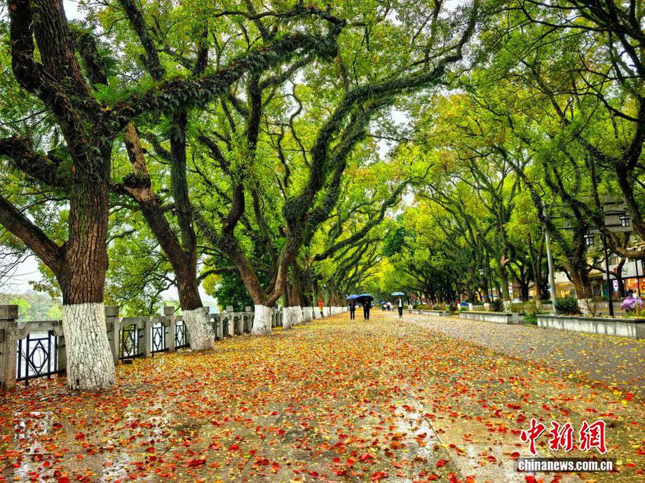 广西桂林春日落叶美景引游人