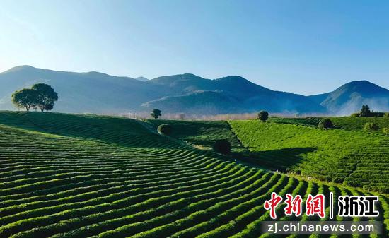 上虞茶山。上虞区农业农村局&nbsp;供图