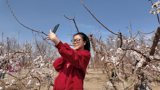 游客在杏花林里拍照打卡。 苏银东摄