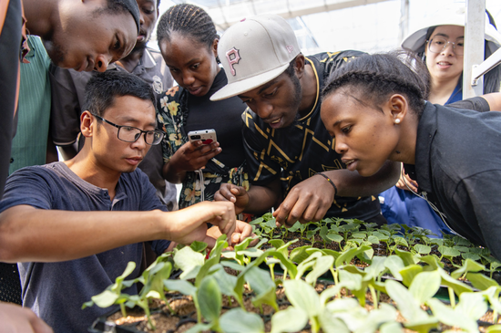 2025年5月30日，浙江省金华市农业科学研究院双龙实验室长山基地里，来自金华职业技术大学的非洲留学生现场观摩南瓜新品种，学习南瓜种苗嫁接技术。