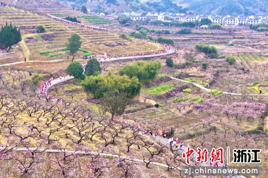图为：马拉松队伍在桃园中绵延。中新社发 樊建威 摄