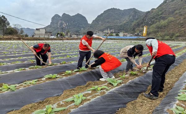 烟叶科党员在示范培土技巧。覃怡婧 摄