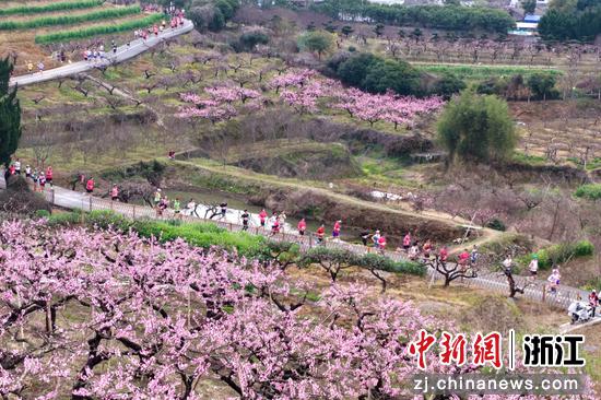 图为：马拉松队伍在桃园中绵延。中新社发 樊建威 摄