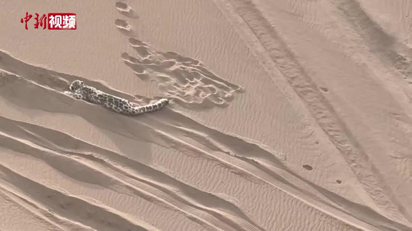 雪豹现身新疆库木塔格沙漠 警方联动紧急救助