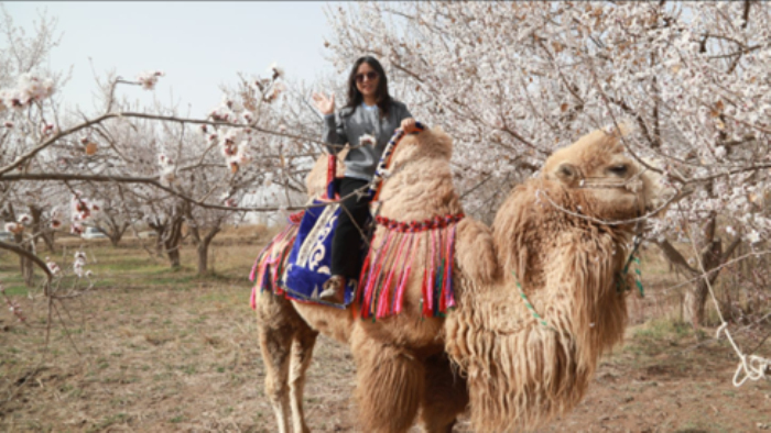 游客在骑骆驼拍照打卡。艾克拜尔摄


