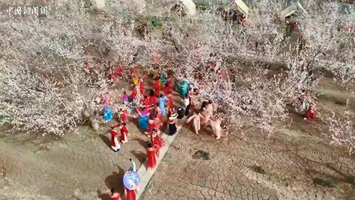 新疆轮台：8万亩杏花花开正盛惹人醉