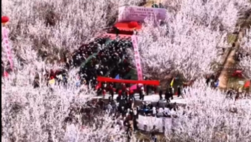 新疆库车：万亩杏花齐绽放