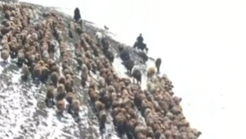 新疆塔城：戍边民警暖心护航牧民转场