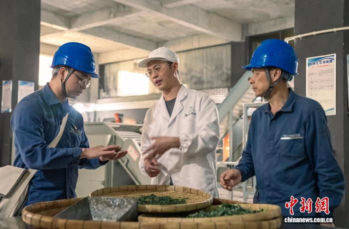 春茶焕“新”锁住“鲜” 电力赋能广西茶产业发展