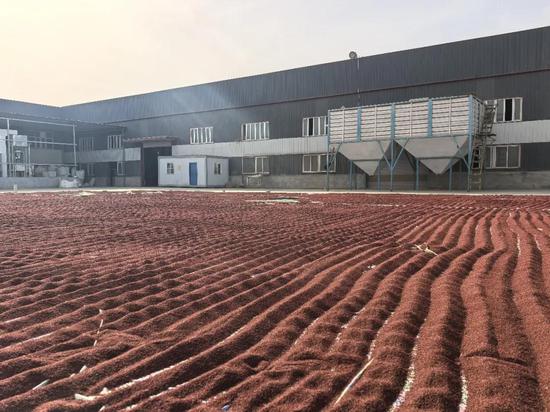 场地上晒开的孜然种子。喀什地区融媒体中心 记者曹宇婷 摄