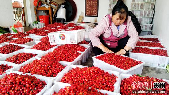 六盘水水城区米箩镇樱桃甜蜜上市，