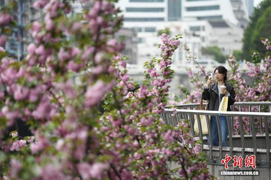在贵阳市南明河沿岸，盛开的樱花吸引市民游客前来赏花拍照。赵松 摄